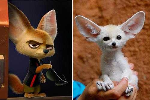 世界上最可爱的动物(一眼萌萌哒,看到就想养一只)