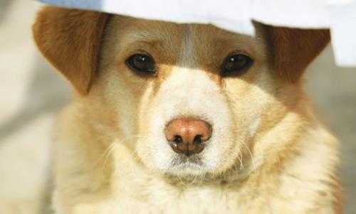 狗的特点和生活特征(狗狗的这些特点,会让你爱上它)