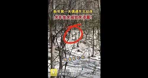 女子兜风偶遇肉乎乎的小东北虎,还挺可爱的,视频为证!