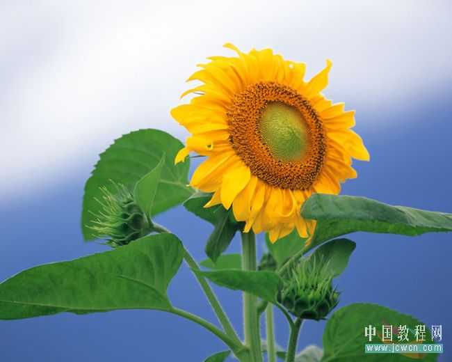 Photoshop教程:做花卉水彩画