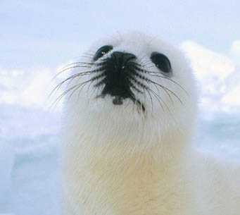 Photoshop照片合成:海豹脸型的荔枝